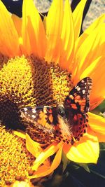 Close-up of bee on sunflower