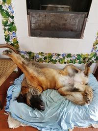 Dog sleeping at home