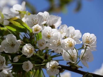 Close-up of white cherry blossom