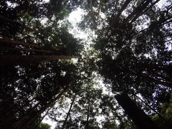 Low angle view of trees against sky