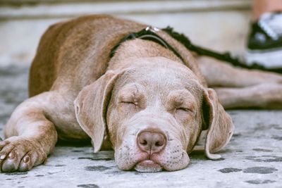 Close-up of dog lying outdoors