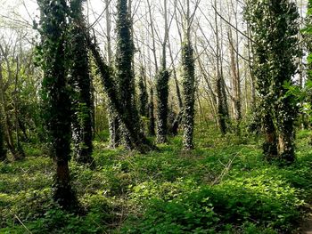 Trees in forest