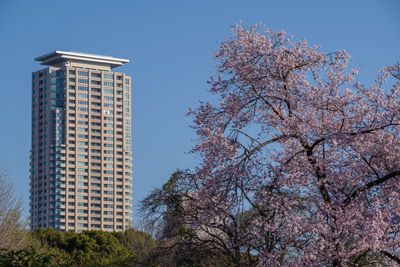 Low angle view of tree against clear sky