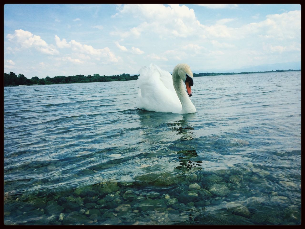 water, transfer print, bird, sky, auto post production filter, sea, swan, rippled, one animal, white color, waterfront, wildlife, nature, beauty in nature, cloud, lake, animal themes, tranquility, animals in the wild, tranquil scene