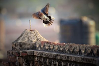 Bird flying over water