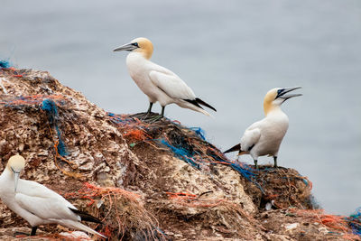 Close-up of bird perching on rock