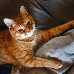 Cute lazy red cat lying in bed