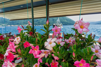 Close-up of pink flowering plants