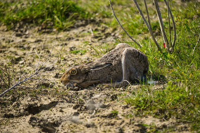 Close-up of lizard on field