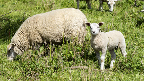 Portrait of sheep standing on field