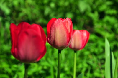 Close-up of red tulip