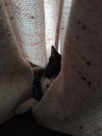 High angle view of cat relaxing on bed at home