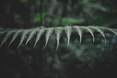 Close-up of fern in forest