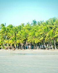 Trees on beach against clear blue sky