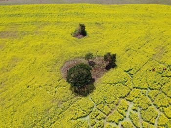 High angle view of yellow flower on field