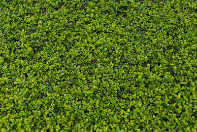 Full frame shot of plants growing on land