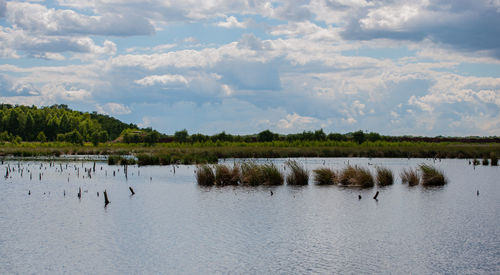 Rewetting of a peat extraction area in a moor landscape in the sky bog near hamburg