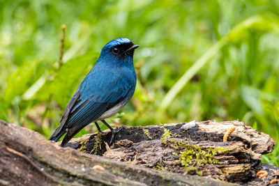 Beautiful blue color bird known as indigo flycatcher on perch at nature habits in sabah, borneo