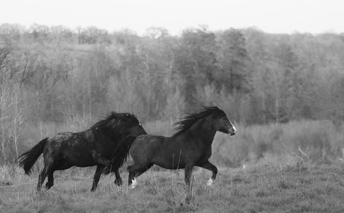 Horse standing on field