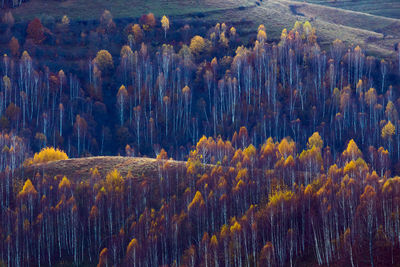 View of trees in forest