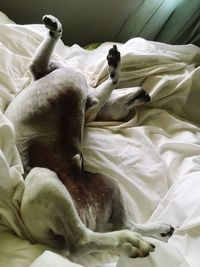 High angle view of dog sleeping on bed at home