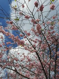 Low angle view of pink flowers blooming on tree