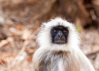 Portrait of monkey
