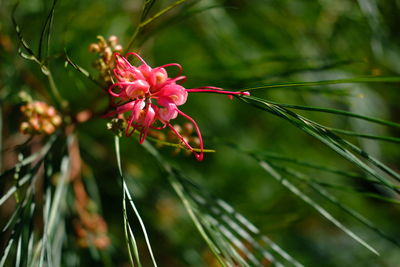 Close-up of pink flowers