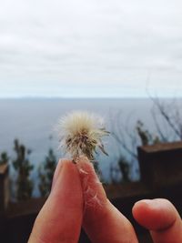 Close-up of hand holding a dandelion