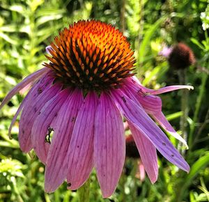 Close-up of purple coneflower blooming outdoors