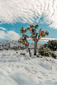 Tree on snow covered landscape