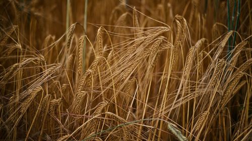 Close-up of wheat growing on field
