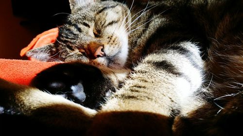 Close-up of cat sleeping