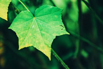 Close-up of green leaf