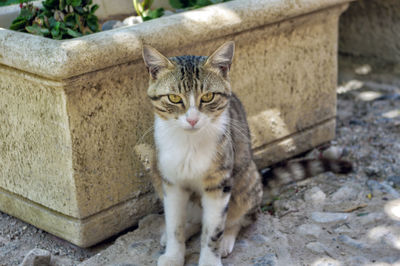 Portrait of cat sitting on concrete wall