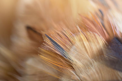 Full frame shot of feather