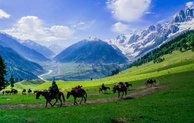 Horses on mountain