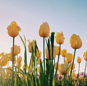 Close-up of yellow tulips growing on field against sky
