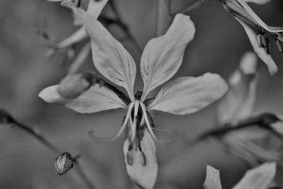 Close-up of flower against blurred background