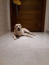 Dog sitting on tiled floor at home