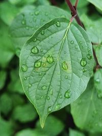 Close-up of raindrops on leaves