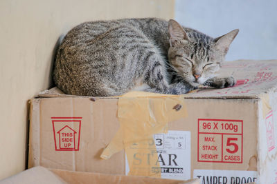 Cat lying in a box