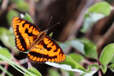 Close-up of butterfly pollinating flower