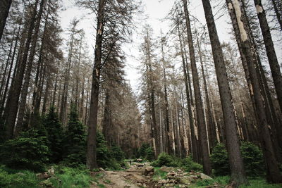 Low angle view of pine trees in forest