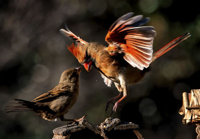 Pesky sparrow annoys a northern cardinal