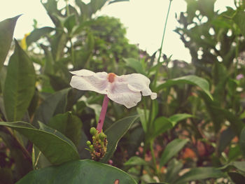 Close-up of flower blooming outdoors