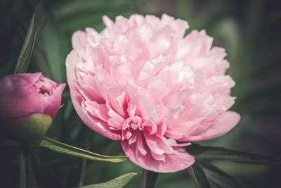 Close-up of pink flower with green background 