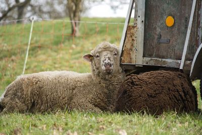 Sheep are lying on the meadow leaning against the transport trailer