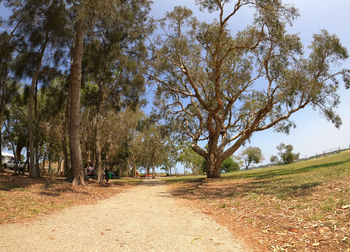 Trees on field by road against sky