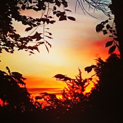 Silhouette trees against sky at sunset